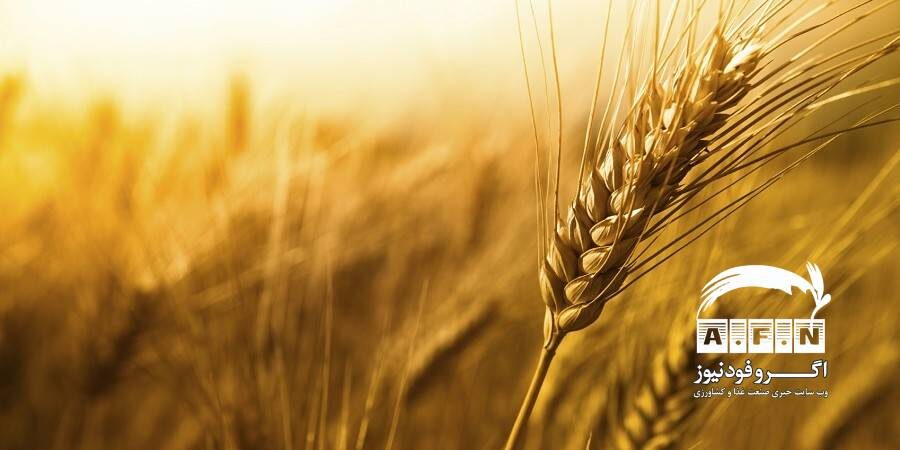 نرخ جهانی گندم کاهش یافت