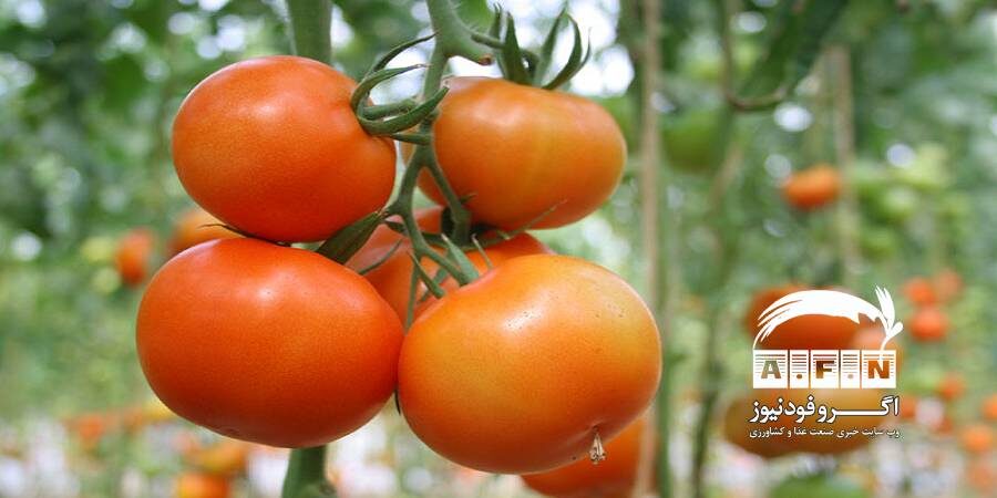 ۶۰۰ هزار تن محصول، ثمره مزارع گوجه فرنگی بوشهر