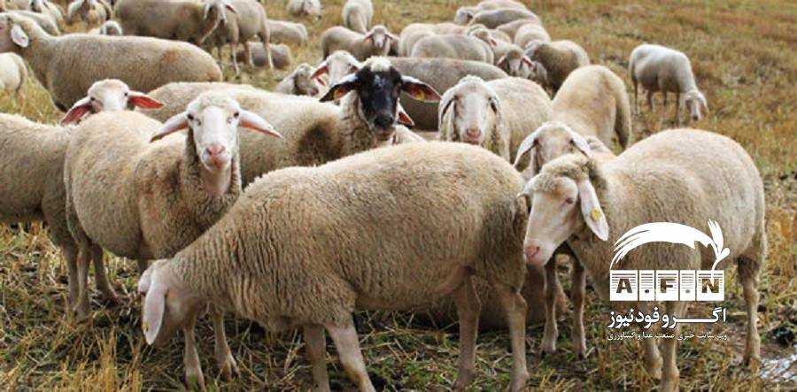 توقف اجرای طرح ایجاد نژاد گوسفند چند قلوزا و بی‌دنبه به‌علت کمبود اعتبار
