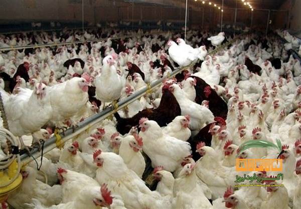 هشدار جهاد کشاورزی؛ برخورد با مرغدارانی که مرغ گوشتی بالای ۴۵ روز را کشتار نکنند
