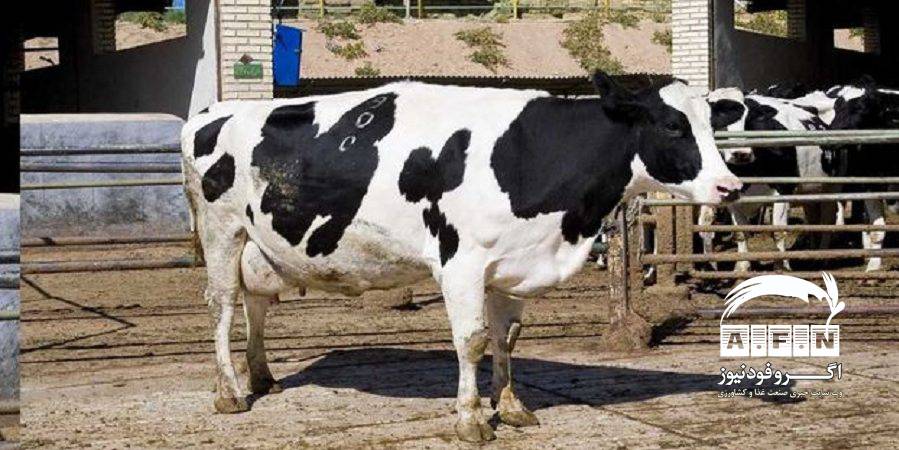 مرکز آمار اعلام کرد؛ افزایش گاو و گوساله کشتاری در دامداری‌های کشور
