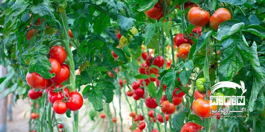 صادرات ۲۹ هزار تن محصول گلخانه‌ای از استان همدان