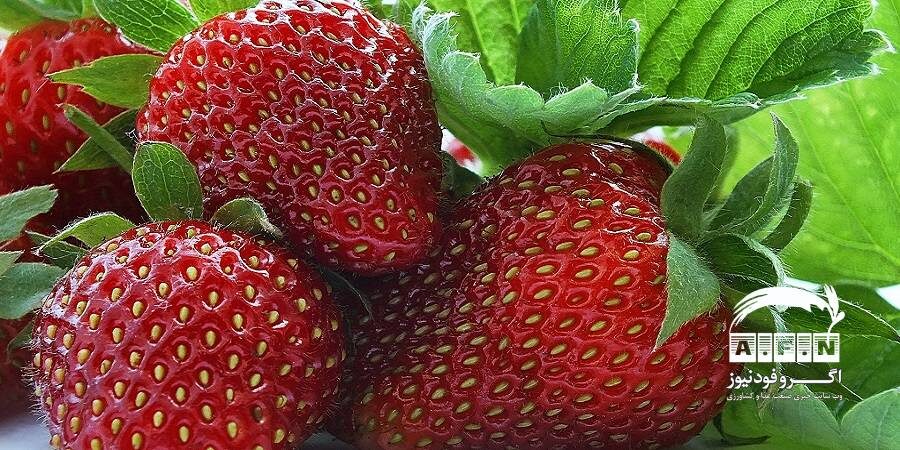 درخواست مسئولان کردستان از وزارت جهاد کشاورزی؛ به صادرات توت‌فرنگی کمک کنید‌