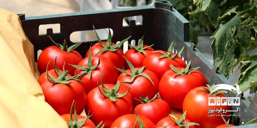 صادرات گوجه فرنگی از مرز پرویزخان به عراق ممنوع شد