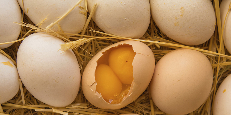 تخم مرغ دو زرده چگونه تولید می‌شود؟