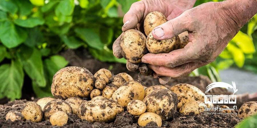 ۸۰۰ هزار تن سیب‌زمینی از مزارع استان اردبیل برداشت می‌شود