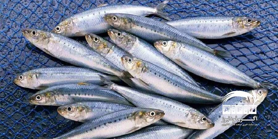 ۱۴ هزار تن ساردین ماهی به روش پرساین در جاسک صید شد