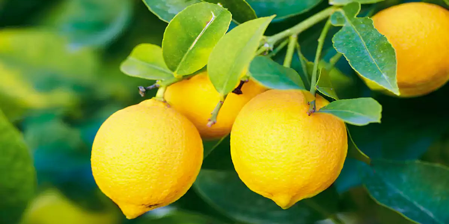 ۱۵ هزار تن لیمو ترش از باغات خوزستان برداشت می‌شود