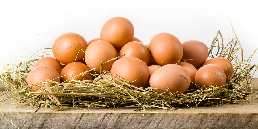 بهره‌برداری از بزرگترین زنجیره تولید تخم مرغ خاورمیانه با حمایت بانک کشاورزی