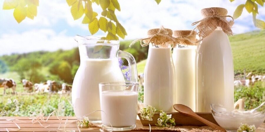 تولید شیر بدون نیاز به گاو