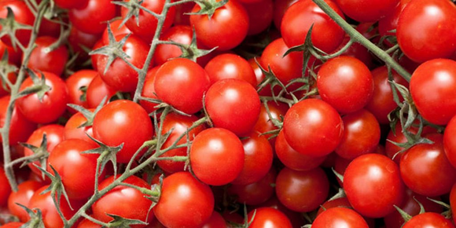 عضو هیئت مدیره اتحادیه بارفروشان: قیمت گوجه فرنگی از اواخر ماه به تعادل می‌رسد