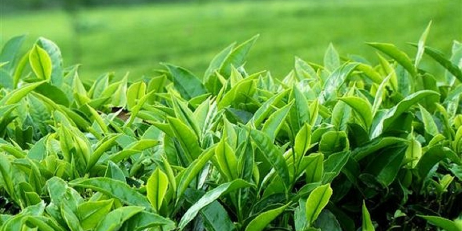 آغاز برداشت چین دوم برگ سبز چای از ابتدای تیرماه